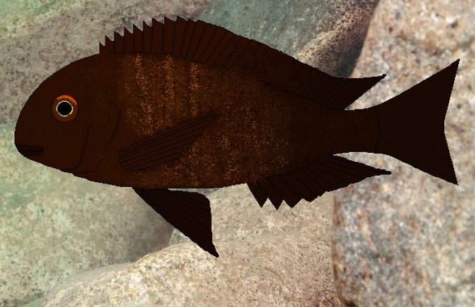 Tropheus sp. 'black' Uvira